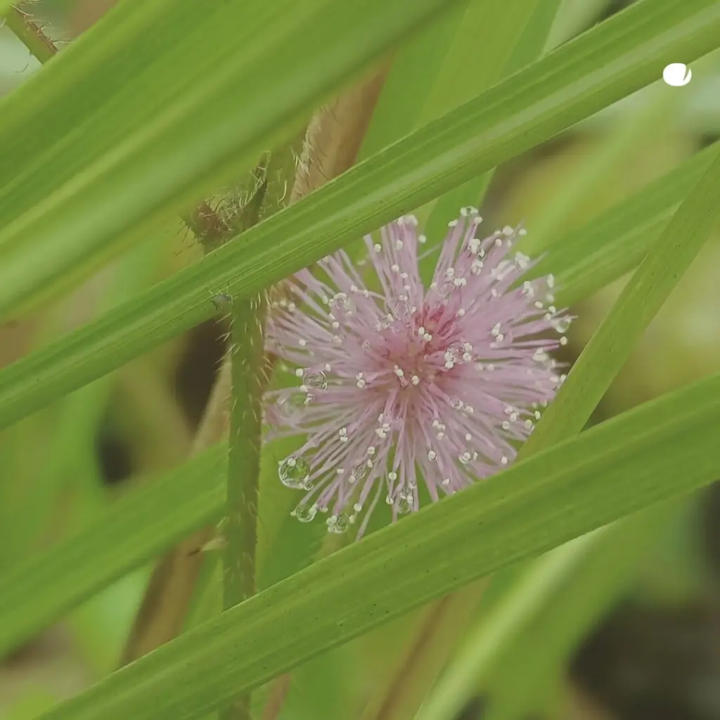 mimosa-tenuiflora-tinge-day-for-men-dagcreme-mannen.webp